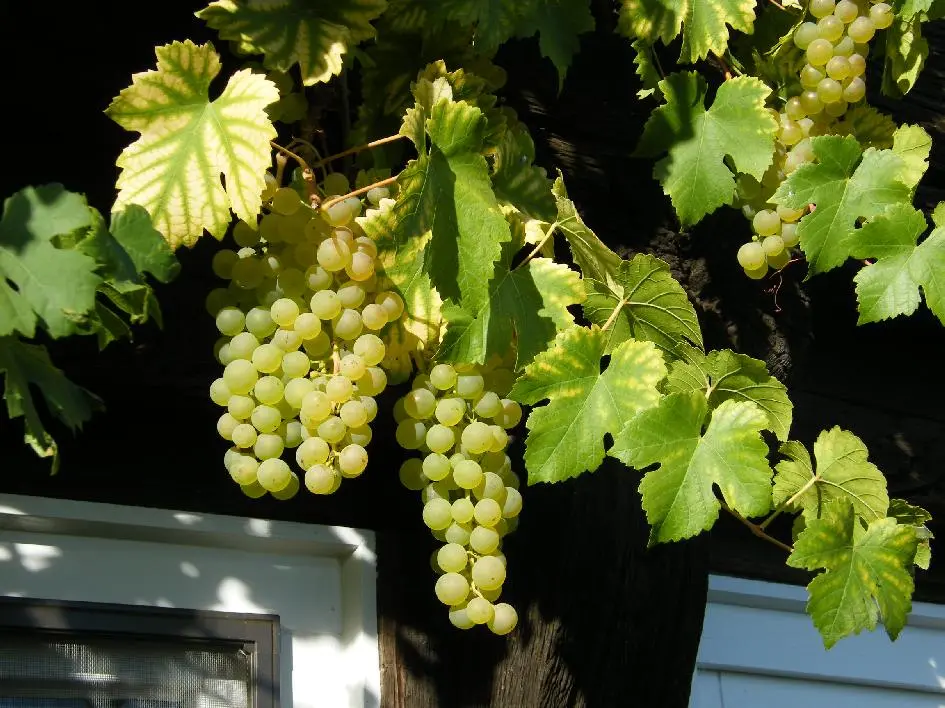 Weinrebe am Ferienhaus alter Speicher Nordburg